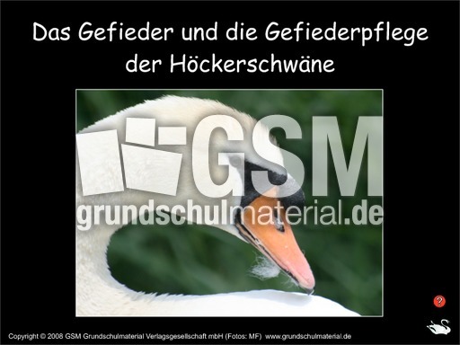 Gefieder-Höckerschwäne-Fotopräsentation.pdf